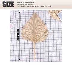 Dried Palm Leaves Room Decor 5 Pieces – 18Inch H x 10Inch W Natural Palm5881