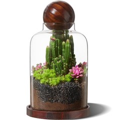 Large Glass Terrarium for Succulents & Moss – Decorative Plant Display with Wood