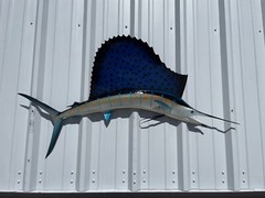 52″ Sailfish Half Mount Fish Replica – Quick Production