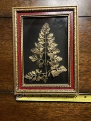 Queen Ann Lace Real Plant Preserved In Gold and Framed Glass Display