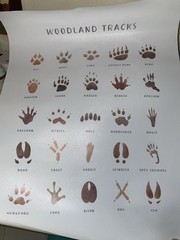 Canvas Of Woodland Animal Tracks Wall Decor No Frame Brand New Still Rolled Up