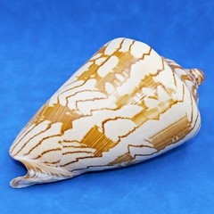Natural Cymbiola nobilis Shell – Noble volute Sea shell, 5.75 – 7.25 Inch