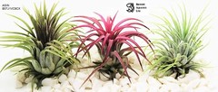 (Tillandsia) Air plants – Ionantha 3 x plant mix – Red Green & Rubra – Easy care