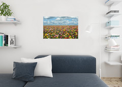 Tulip Fields in Oregon Photo Photograph Cool Wall Decor Art Print Poster 36×24