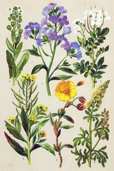 Victorian Illustration Medicinal and Herbal Plants Flowers Print Poster 12×18