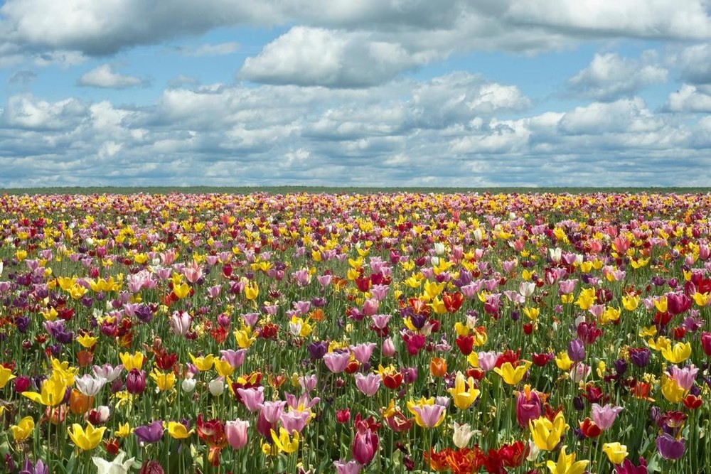 Tulip Fields in Oregon Photo Photograph Cool Wall Decor Art Print Poster 36×24