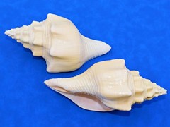 Natural Turbinella angulata Shell – West Indian chank shell, 5.75-8 Inch